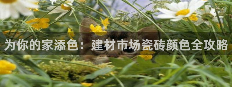 杏鑫官方平台怎么样啊