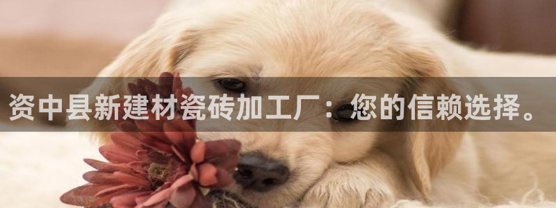 杏鑫官网注册账号是什么