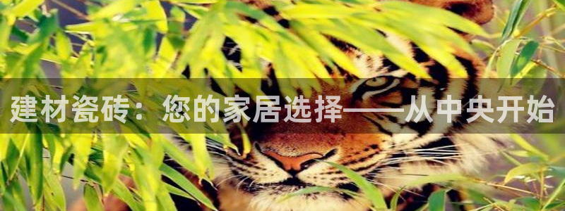 杏鑫官网注册账号是什么意思