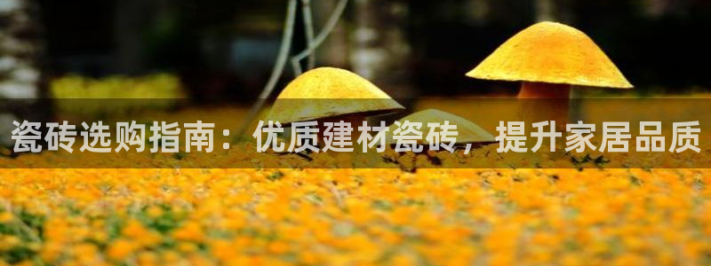 杏鑫代理注册资金多少